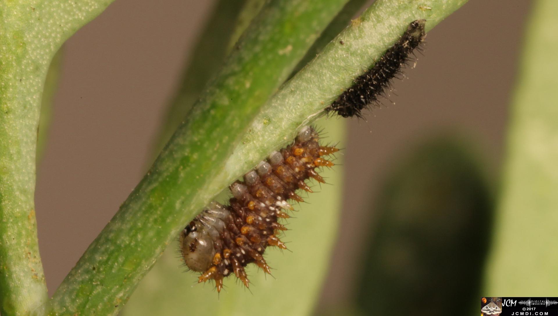 Papilio polyxenes coloro caterpillar freshly molted